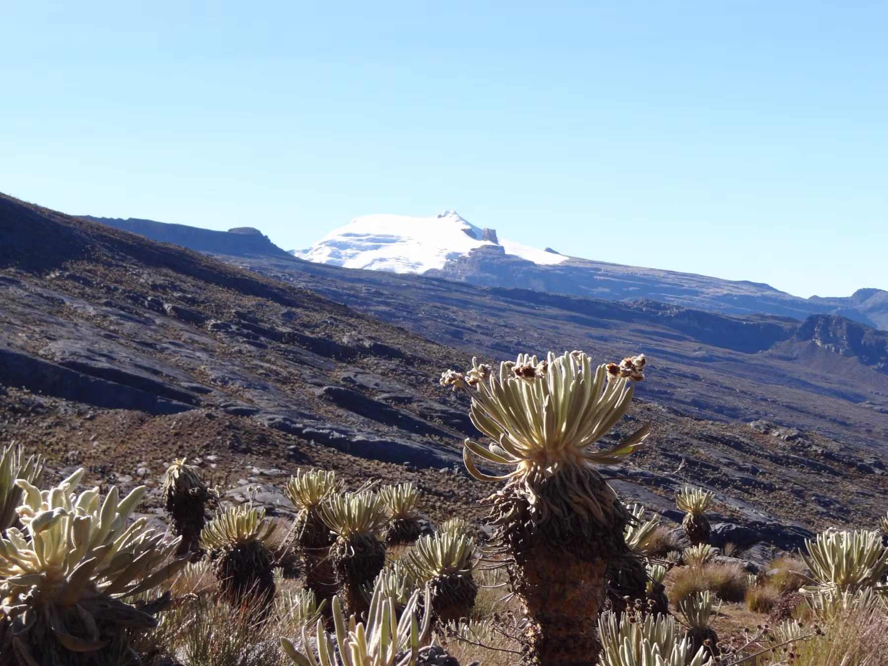 Frailejones en el páramo con un pico nevado de la Sierra Nevada del Cocuy al fondo