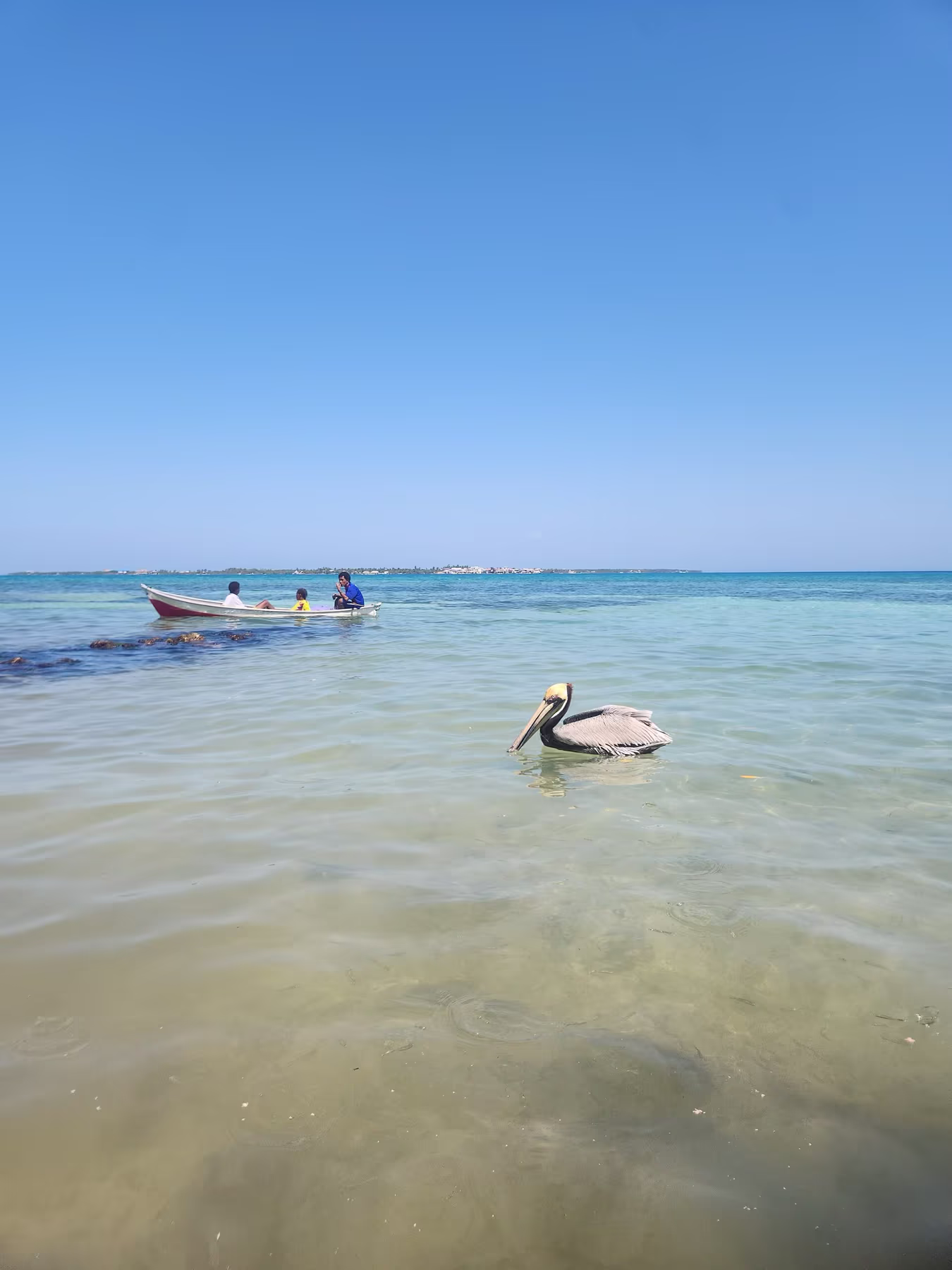 Un pelícano flota en el agua clara de Isla Múcura, con lanchas al fondo